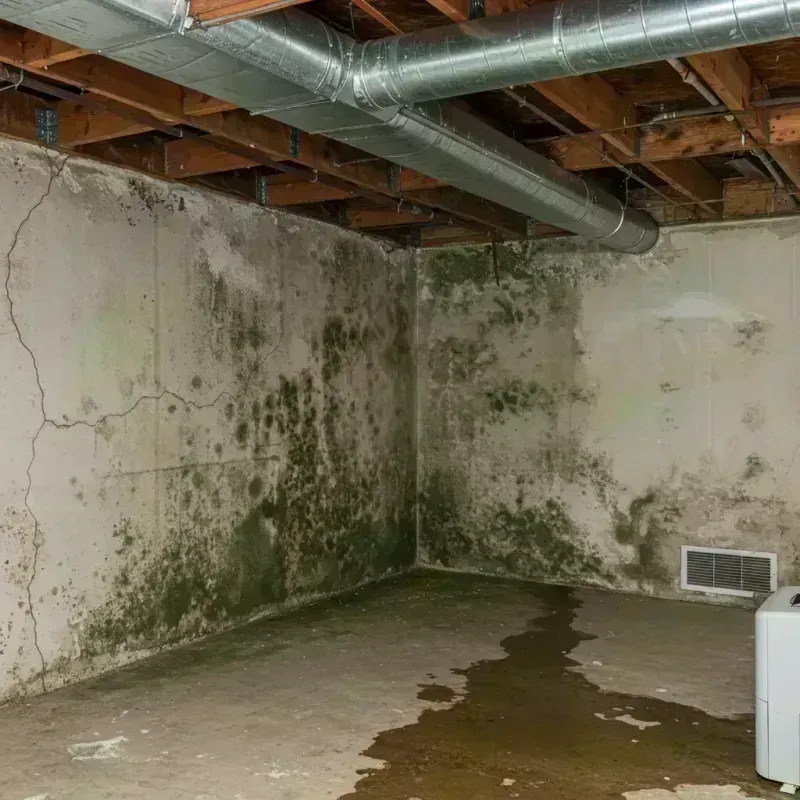 Professional Mold Removal in Harrodsburg, KY